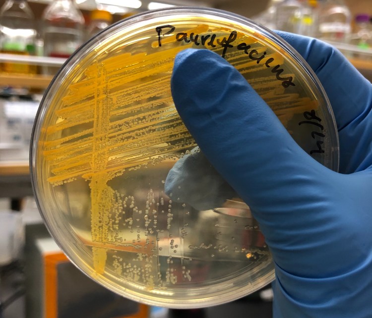 Research – McRose Lab