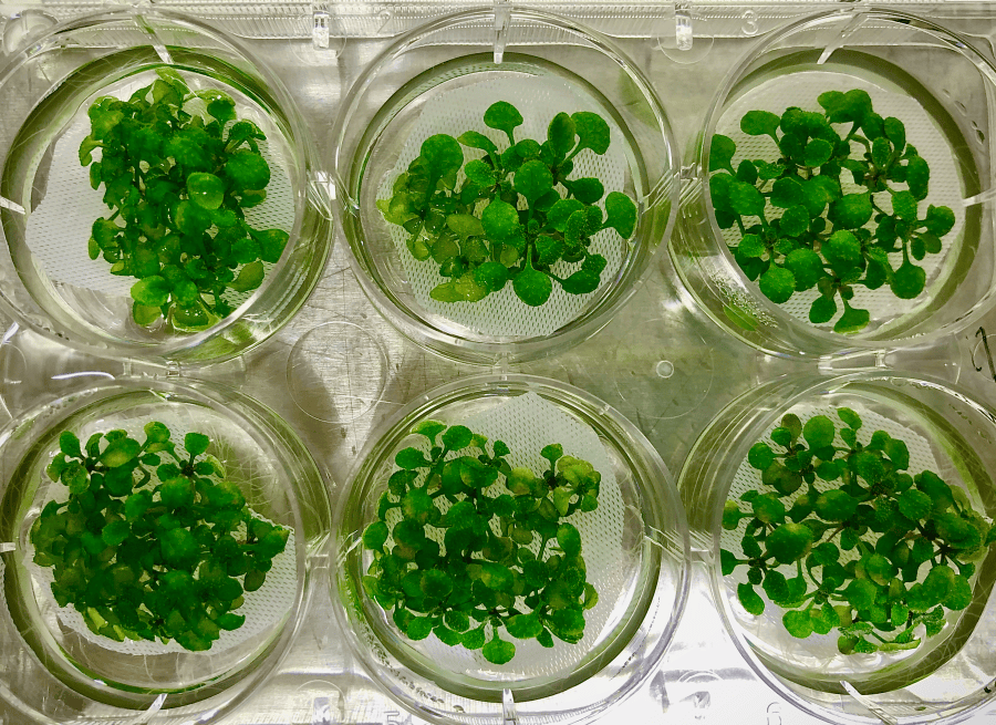 Research – McRose Lab