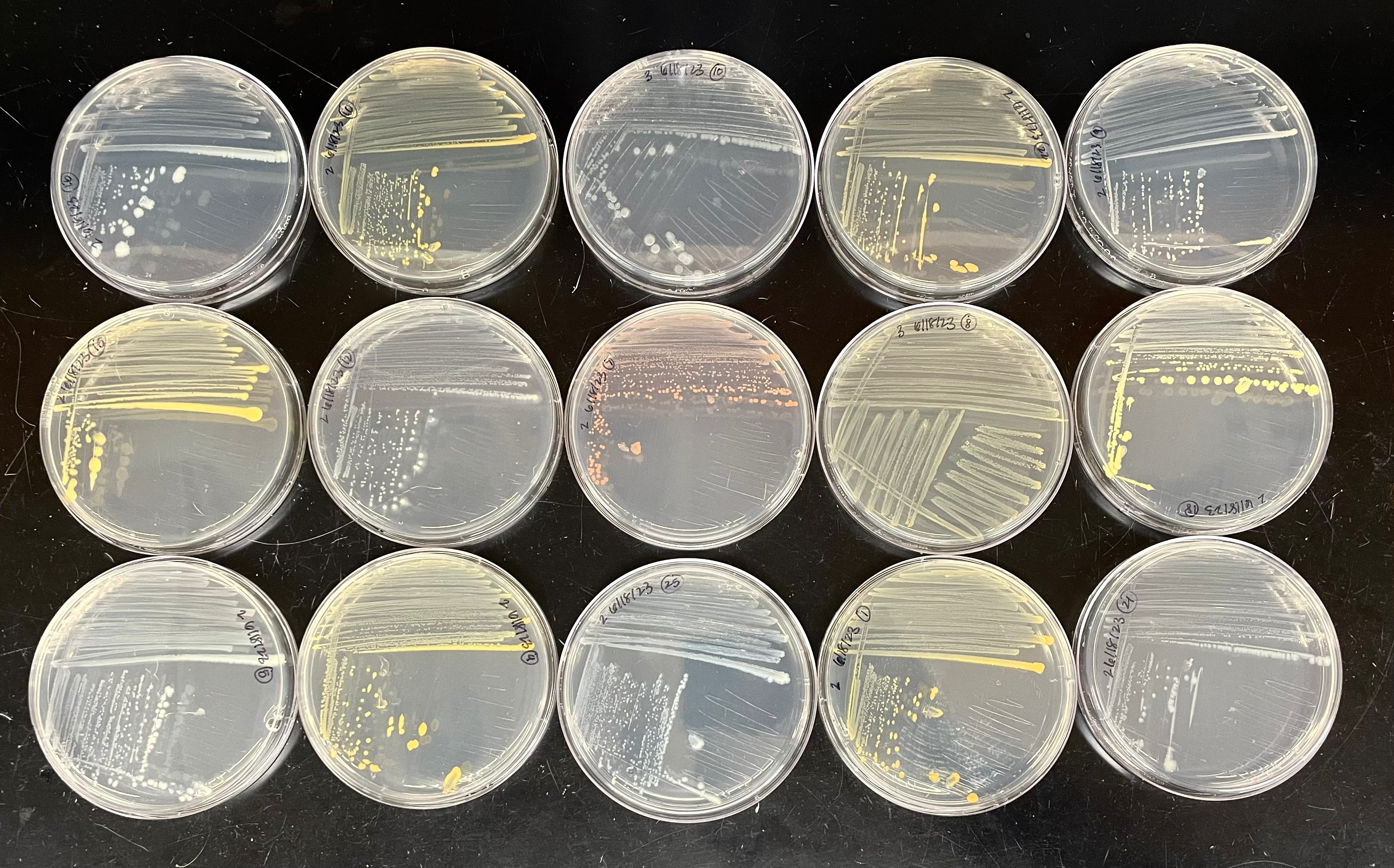 McRose Lab